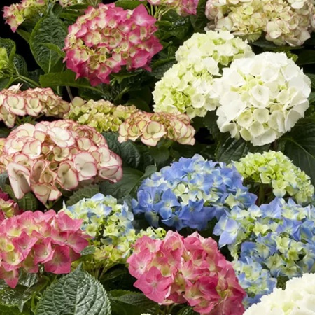 Гортензия метельчатая в ассортименте