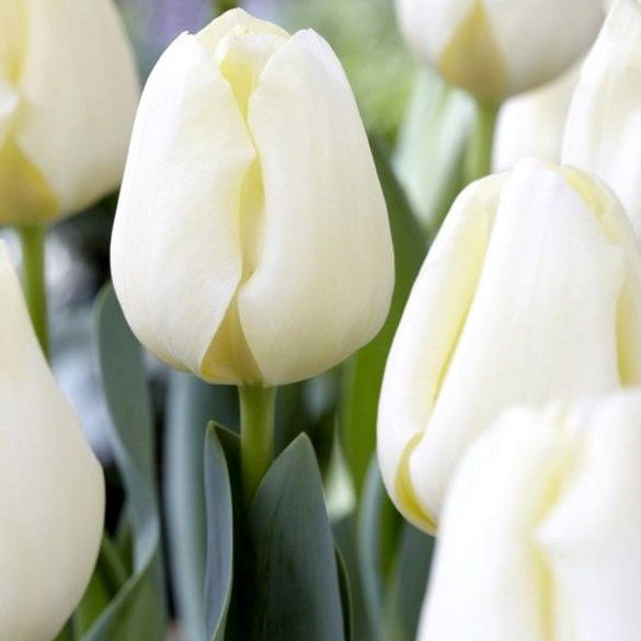 Тюльпан Buffalo