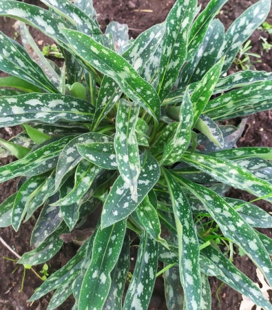 медуница Anderson