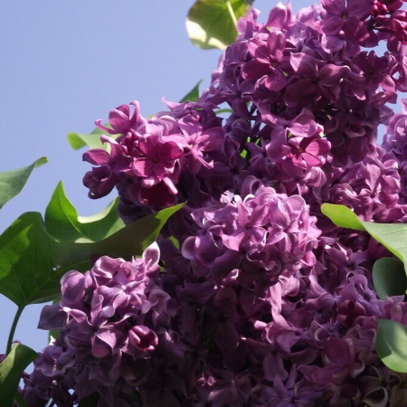 Сирень День Победы