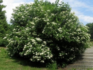 Калина Гордовина.jpg2