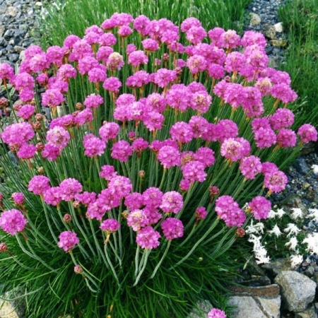 Армерия приморская Morning Star Deep Rose