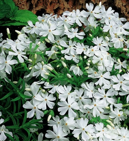 Флокс шиловидный Вайт