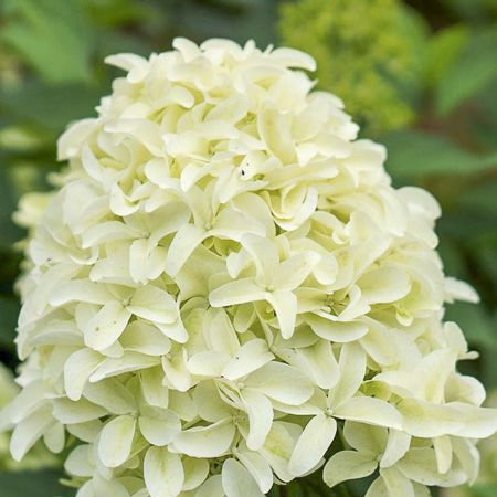 Гортензия метельчатая Skyfall