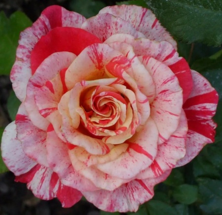 Розы Филателия