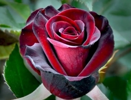 роза Черный Принц
