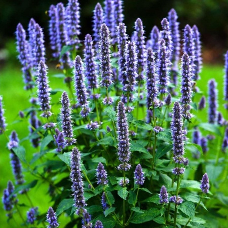 Иссоп HYSSOPUS officinalis Hyssop