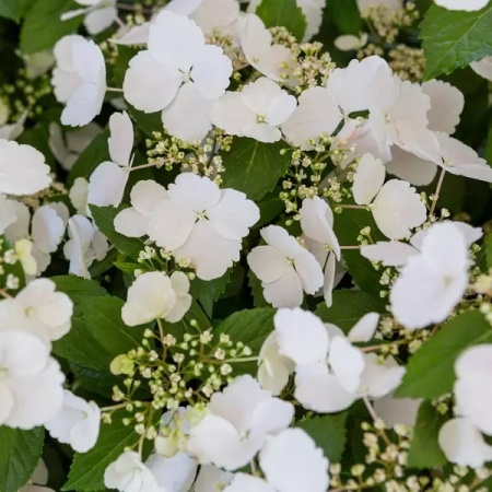 Гортензия ампельная Runaway Bride2