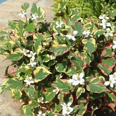 Хауттюйния сердцевидная Chameleon (Хамелеон)