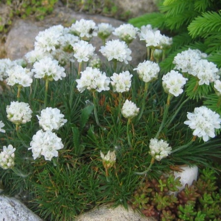 Армерия приморская Morning Star White