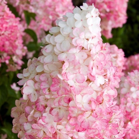 Гортензия метельчатая Vanille FRAISE