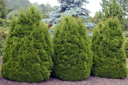 Туя западная Dumоsа