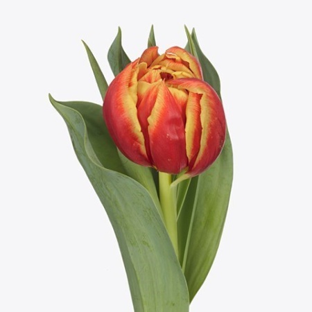 Тюльпан Edition