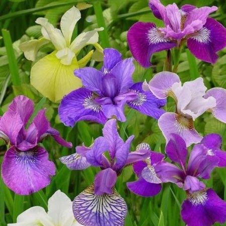 Ирис сибирский в ассортимете (микс)