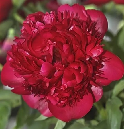 Пион Кристмас Вильвет