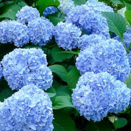 Гортензия крупнолистная Nikko Blue