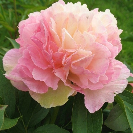 Пион Lois' Choice