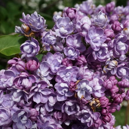 Сирень обыкновенная Ami_Schott