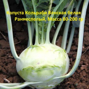 капуста Кольраби Венская белая