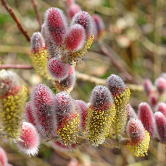 Ива тонкостолбиковая Mount Aso4