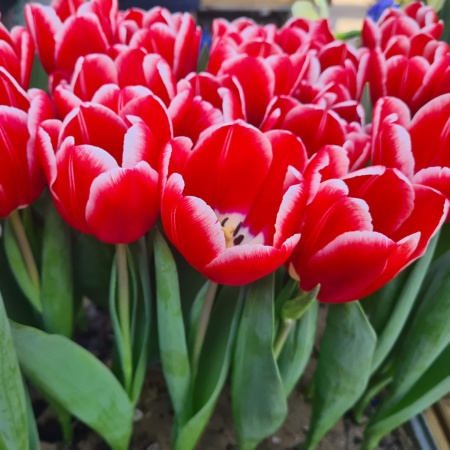 Тюльпан Kung Fu2