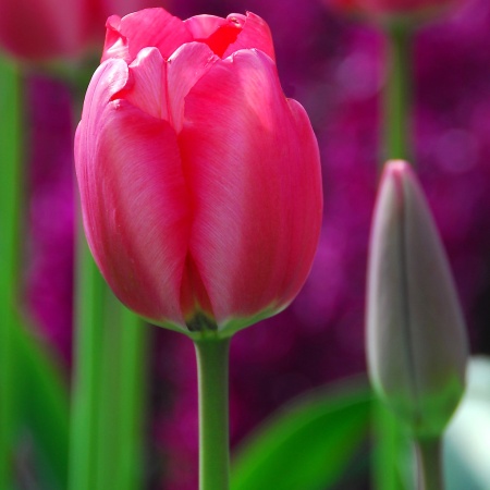 Тюльпан Niigata