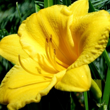 Лилейник гибридный Stella de Oro