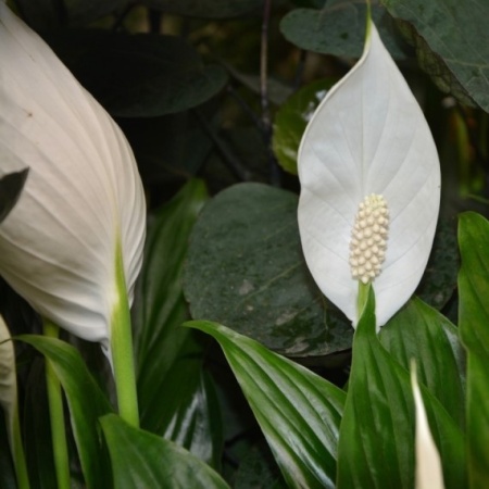 Спатифиллум