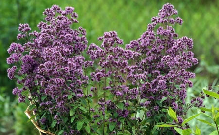 дущица обыкновенная