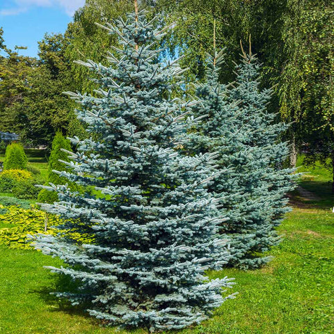 Ель колючая Glauca3