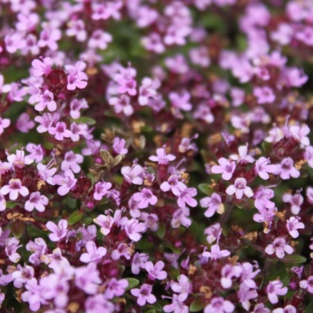 Тимьян ползучий Shepards