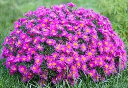 астра куст.аннеке1