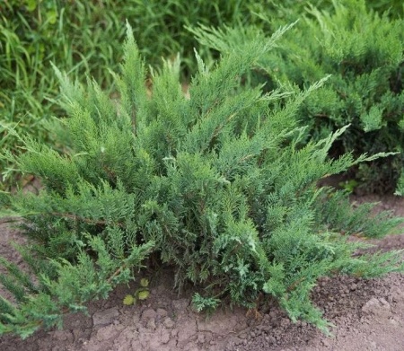 Можжевельник казацкий Rockery Gem