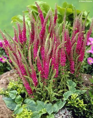 Вероника Rotfuchs