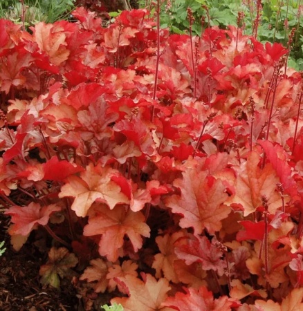 Гейхера Паприка