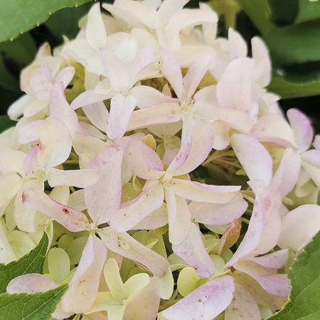 Гортензия метельчатая Skyfall3