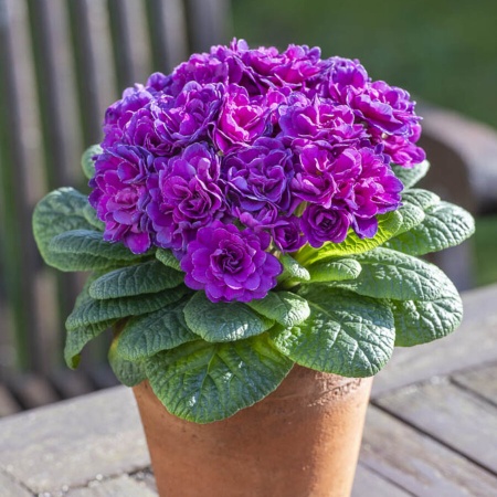 Примула Belarina Purple Diamond2
