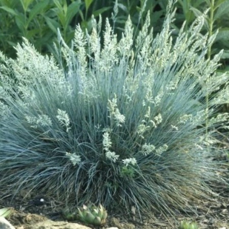 Келерия серебристая