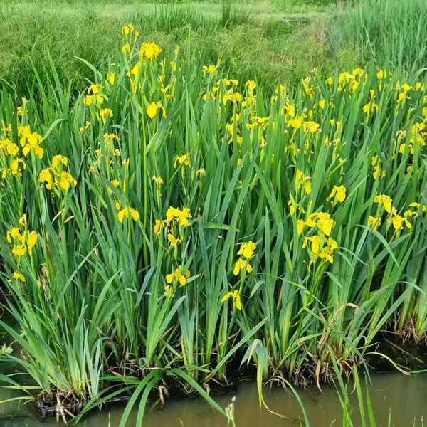 Ирис болотный3