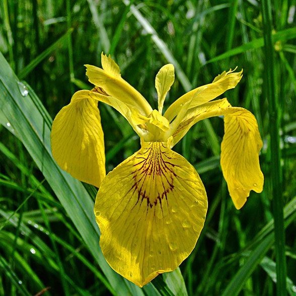 Ирис болотный2