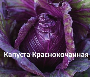 капуста краснокочанная