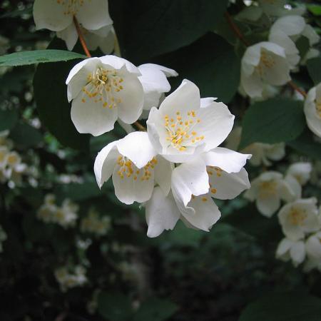 Чубушник Воздушный десант