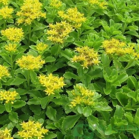 Седум камчатский высокий