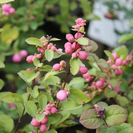 Снежноягодник Magic Berry