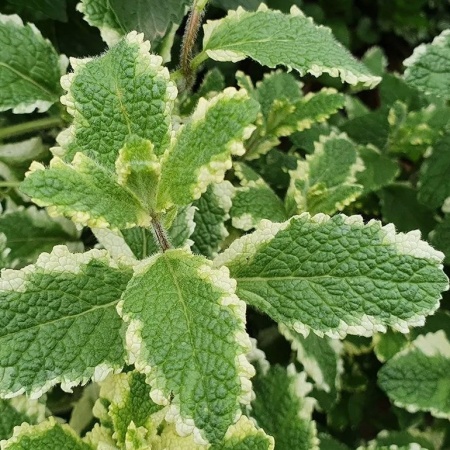 Мята душистая Variegata