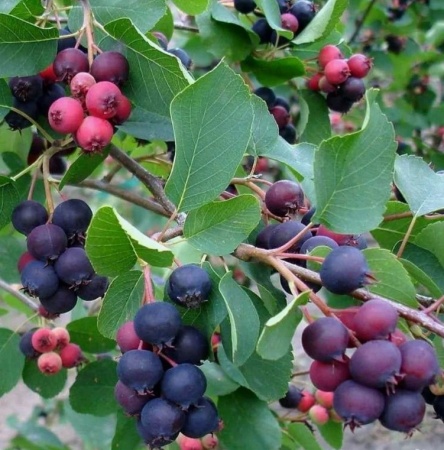 Ирга Смуоки