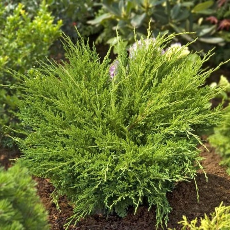juniper Andorra Compacta3