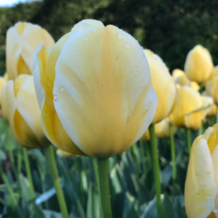 Тюльпан Jaap Groot