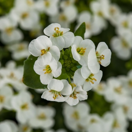 Арабис кавказкий Little Tresure White