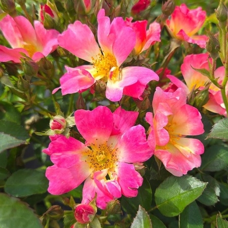 Роза 'Pink Drift'